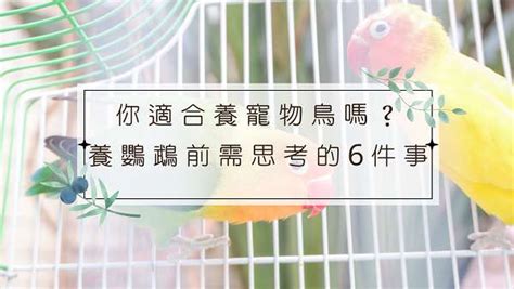 適合養在家裡的鳥|【鳥寶阿囉哈】第一次養鳥就上手，新手鳥爸媽別慌。